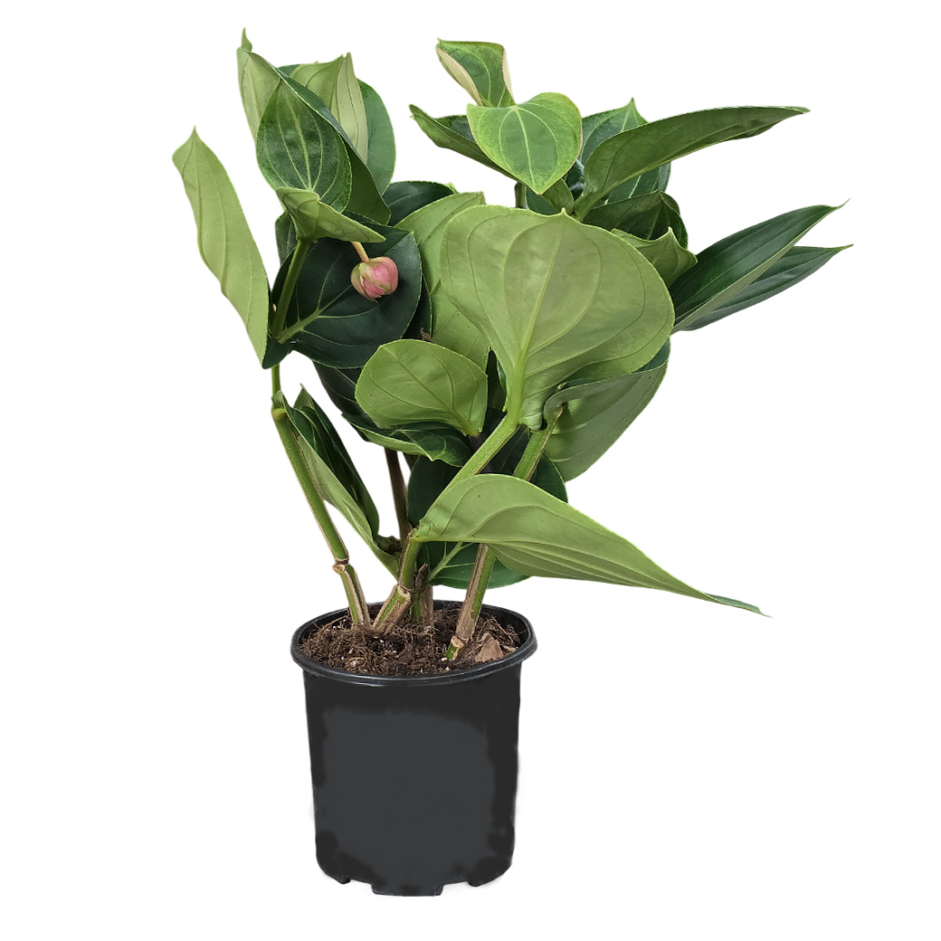 Мединилла Магнифика