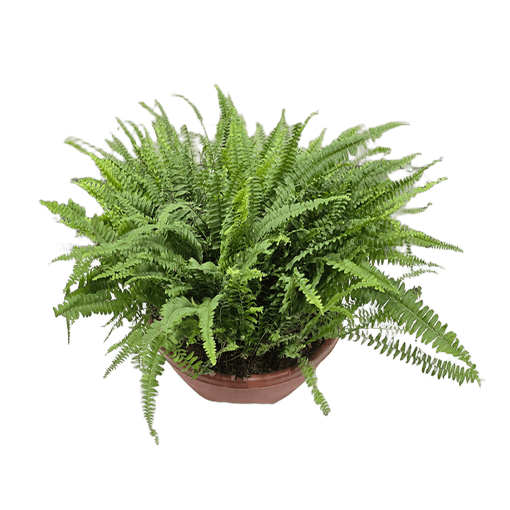 Нефролепис Бостон