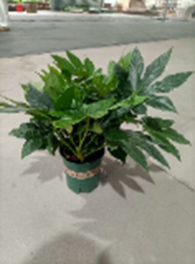 Фатсия японская