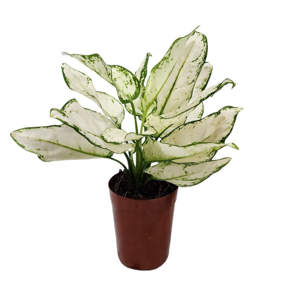 Аглаонема Супер Вайт