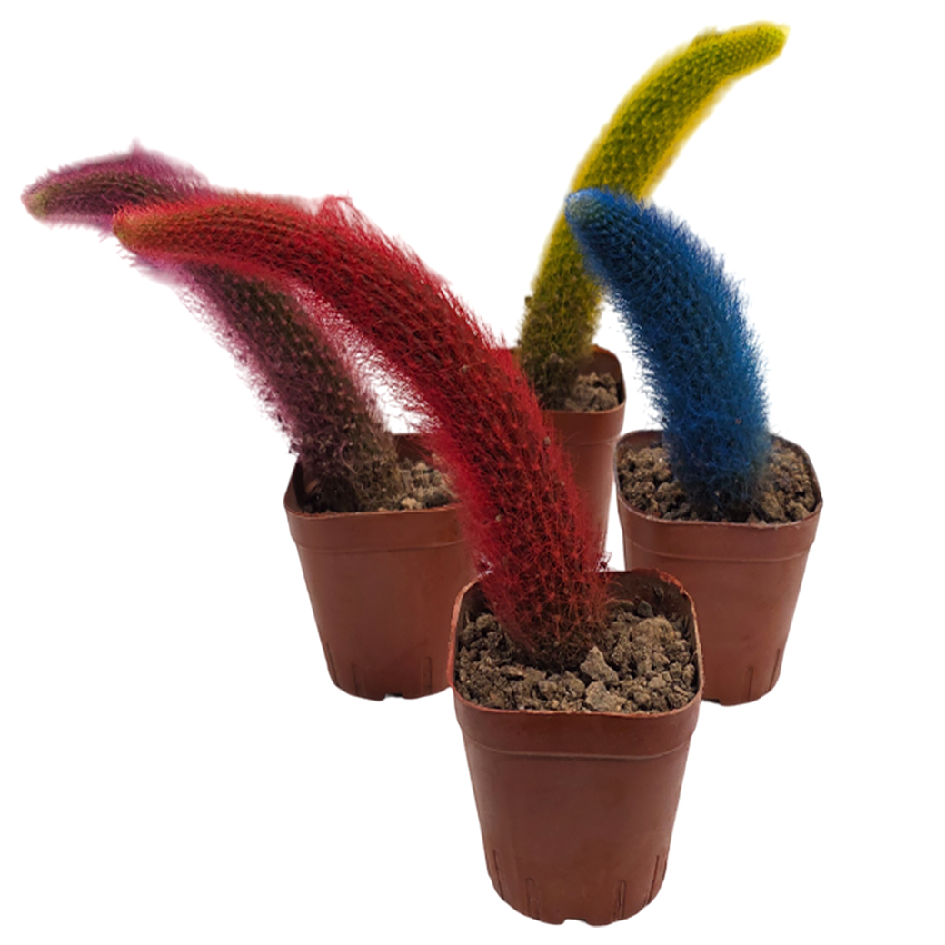 Кактус Микс Окрашенный