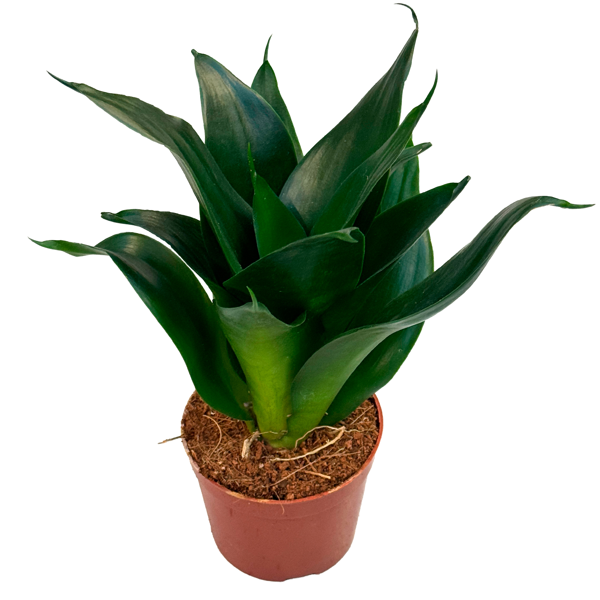 Сансевиерия Блек Даймонд