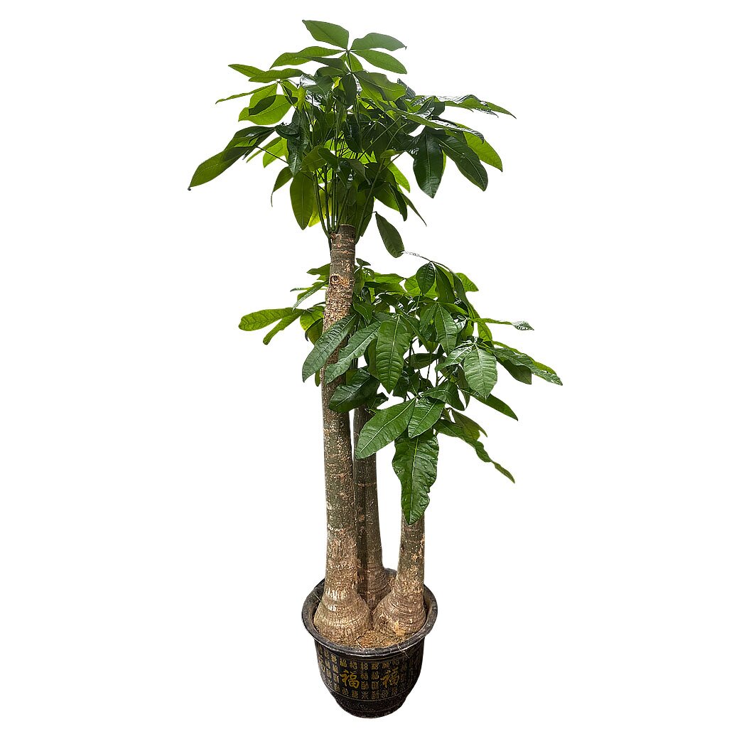 Пахира Акватика 3 ст