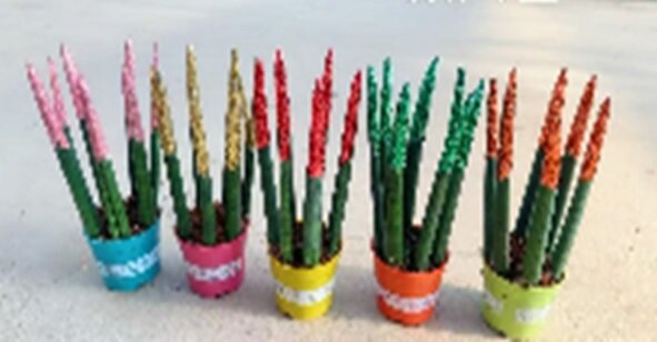 Сансевиерия цилиндрическая Люкс Микс