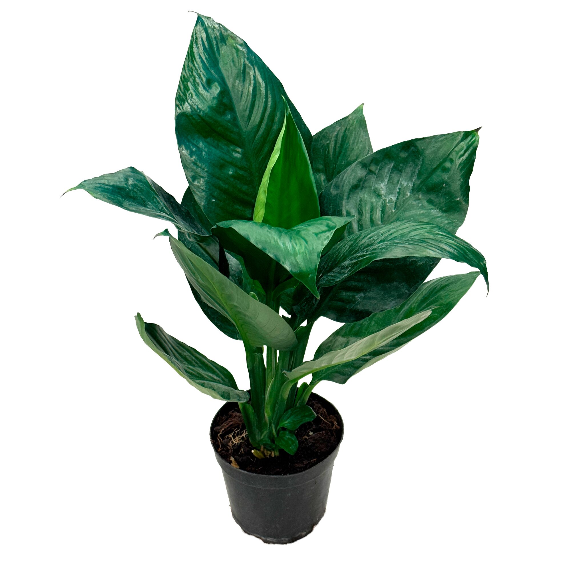 Спатифиллум Литтл Гиант без цветов