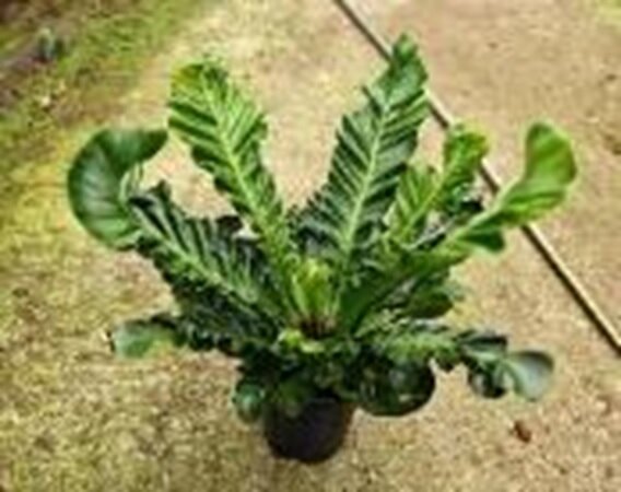 Асплениум Кобра