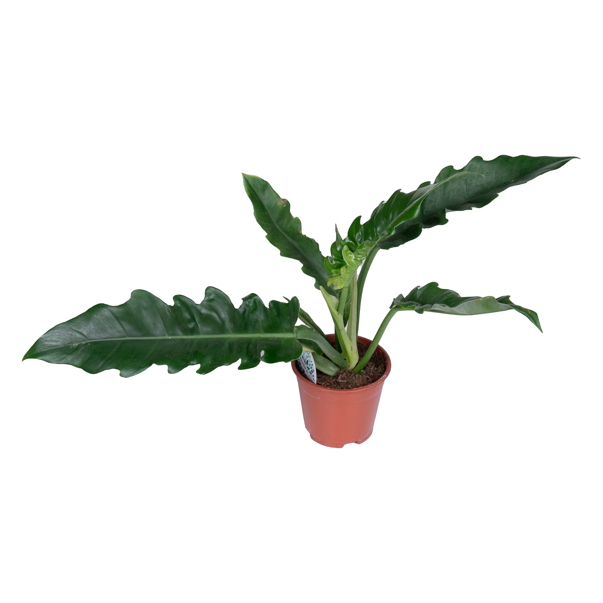 Филодендрон Нарроу