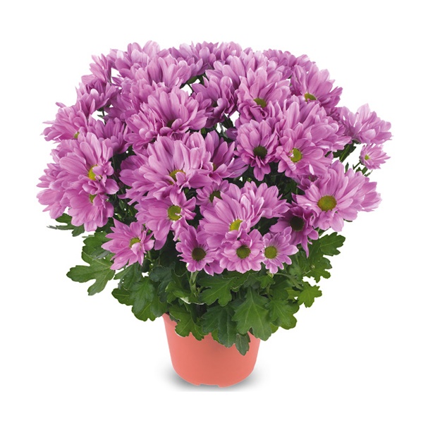 Хризантема Бриз розовая