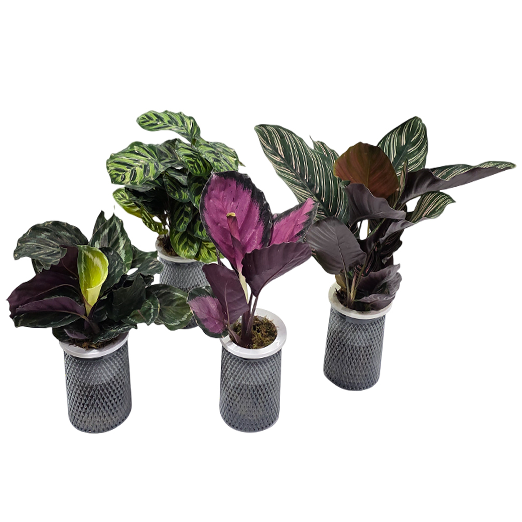 Калатея Микс на гидропонике