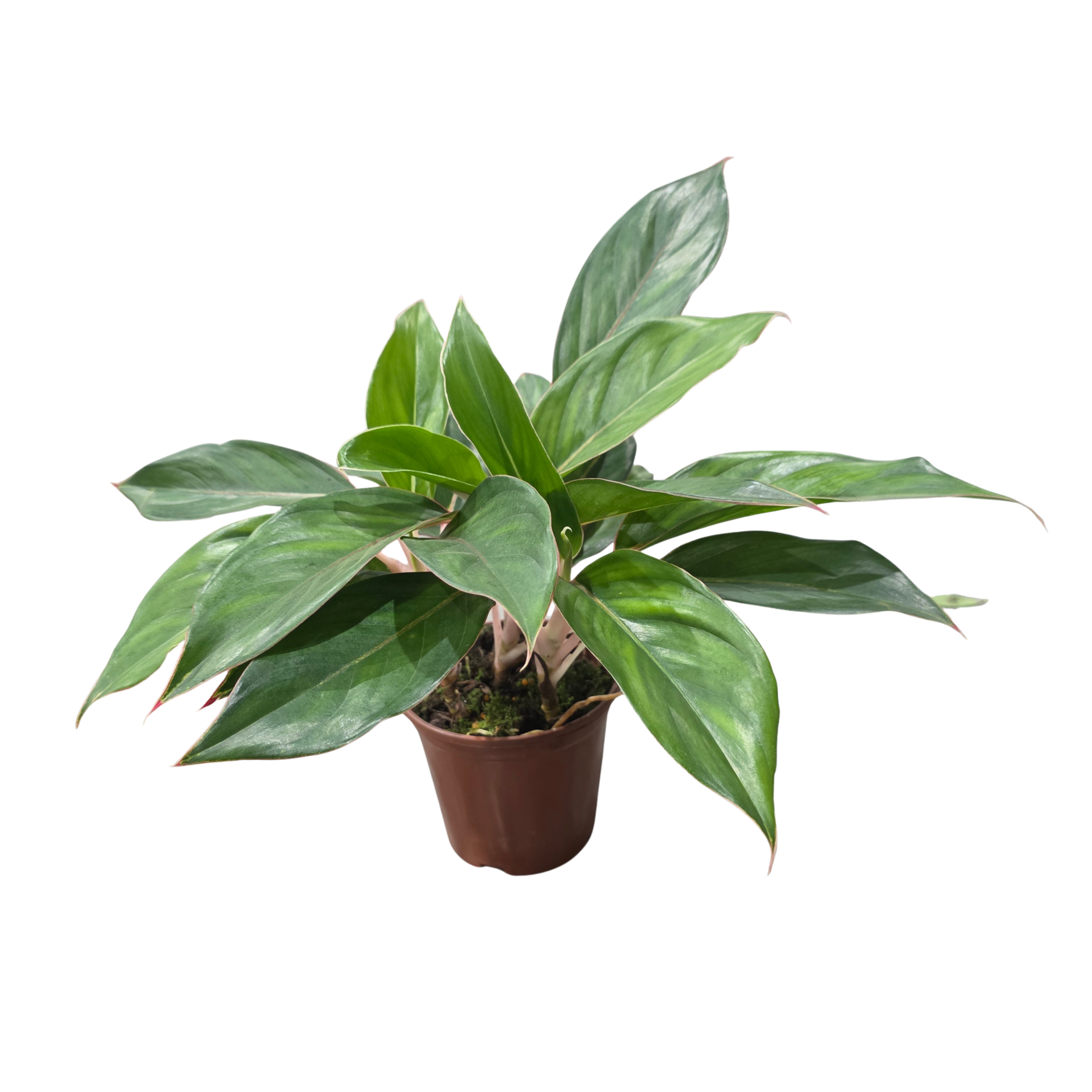 Аглаонема Сапфир