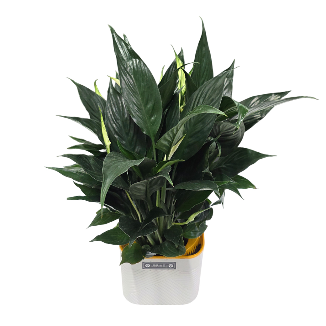 Спатифиллум Шопен на гидропонике