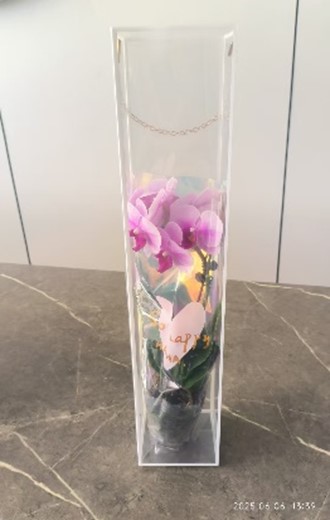 Фаленопсис Китайский Микс 1 ст в пластиковом кейсе