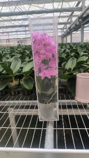 Фаленопсис Китайский Микс 2 ст в пластиковом кейсе