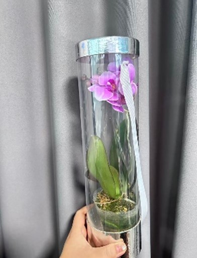 Фаленопсис Китайский Микс 1 ст в пластиковой тубе