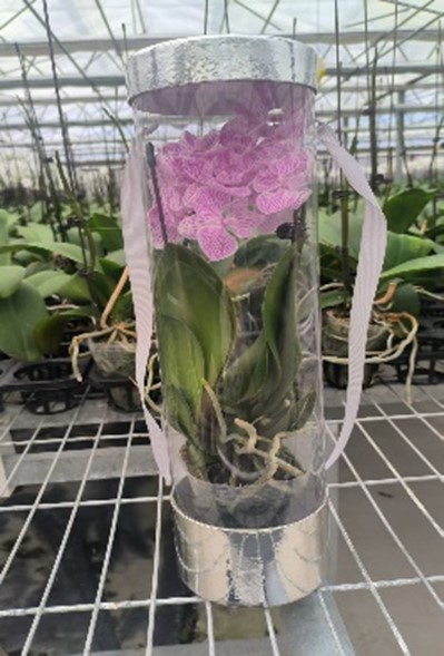 Фаленопсис Китайский Микс 2 ст в пластиковой тубе