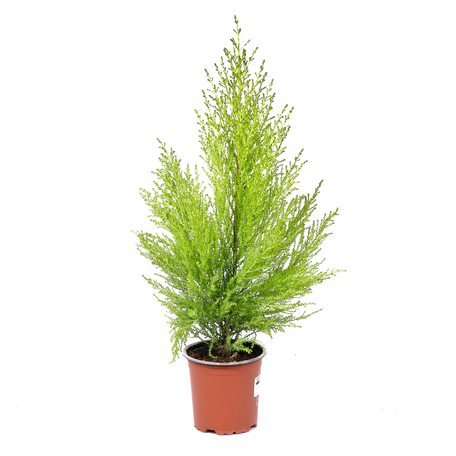 Купрессус Голдкрест Вилма