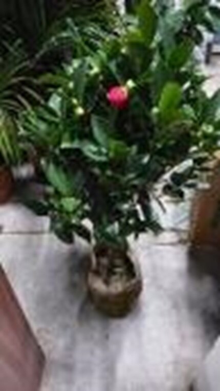 Камелия японская Фрагрант Ти 18