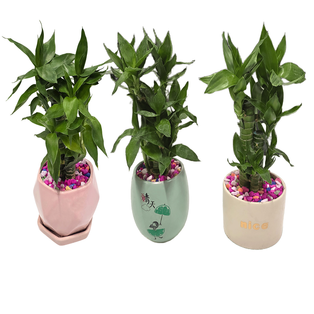 Бамбук лаки в керамике арт.40318