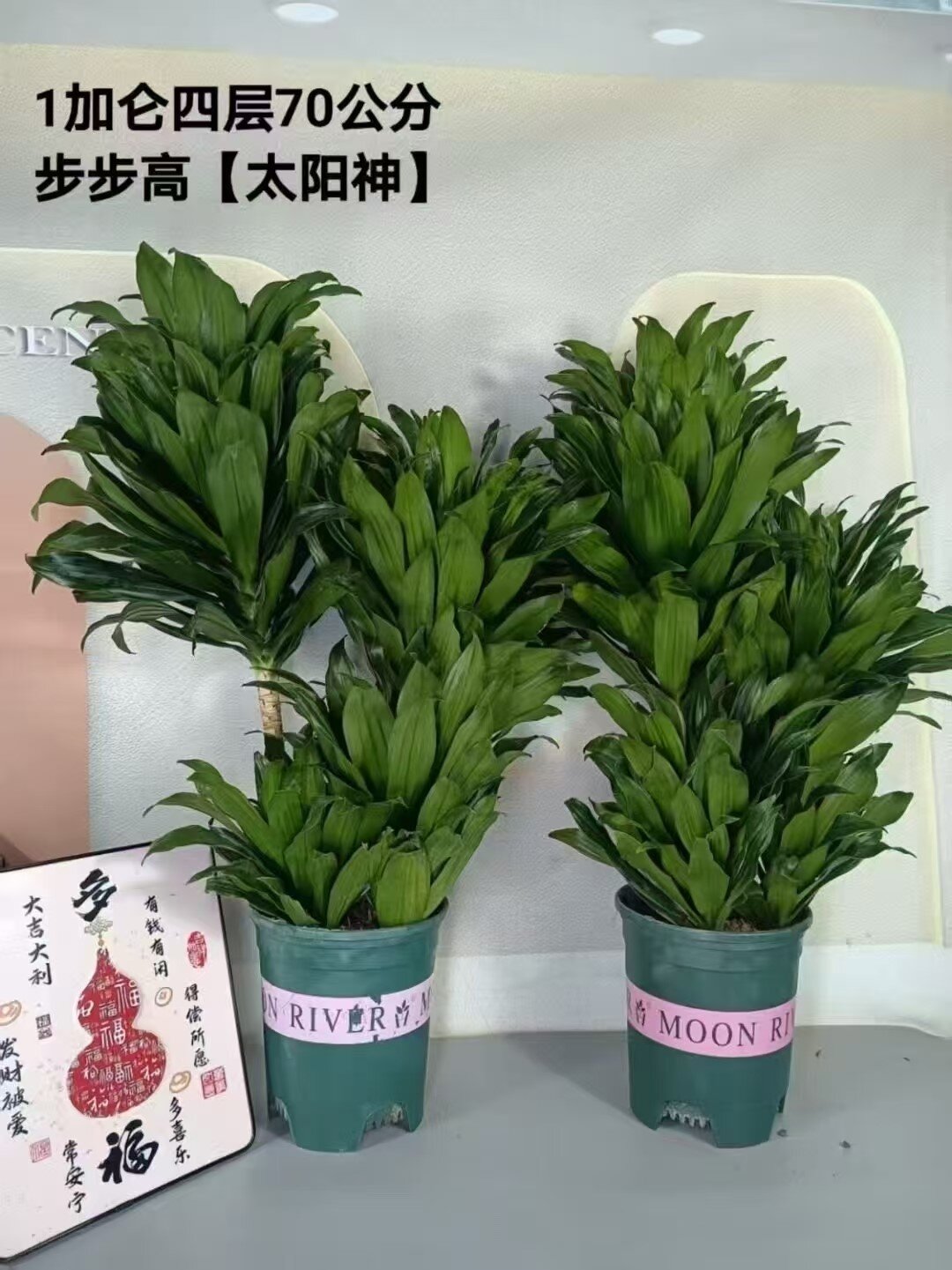 Драцена фрагранс Компакта