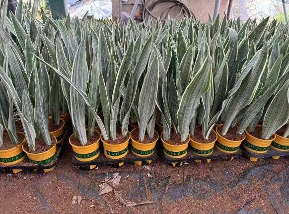 Сансевиерия Металлика