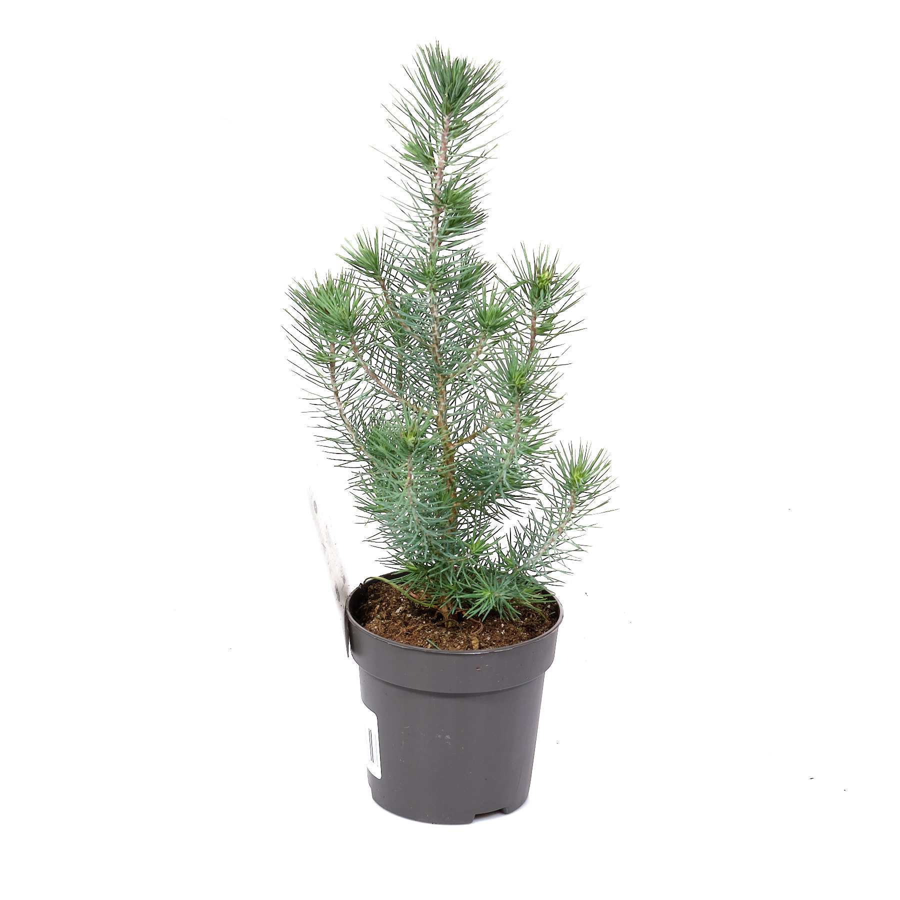 Сосна итальянская Сильверкрест