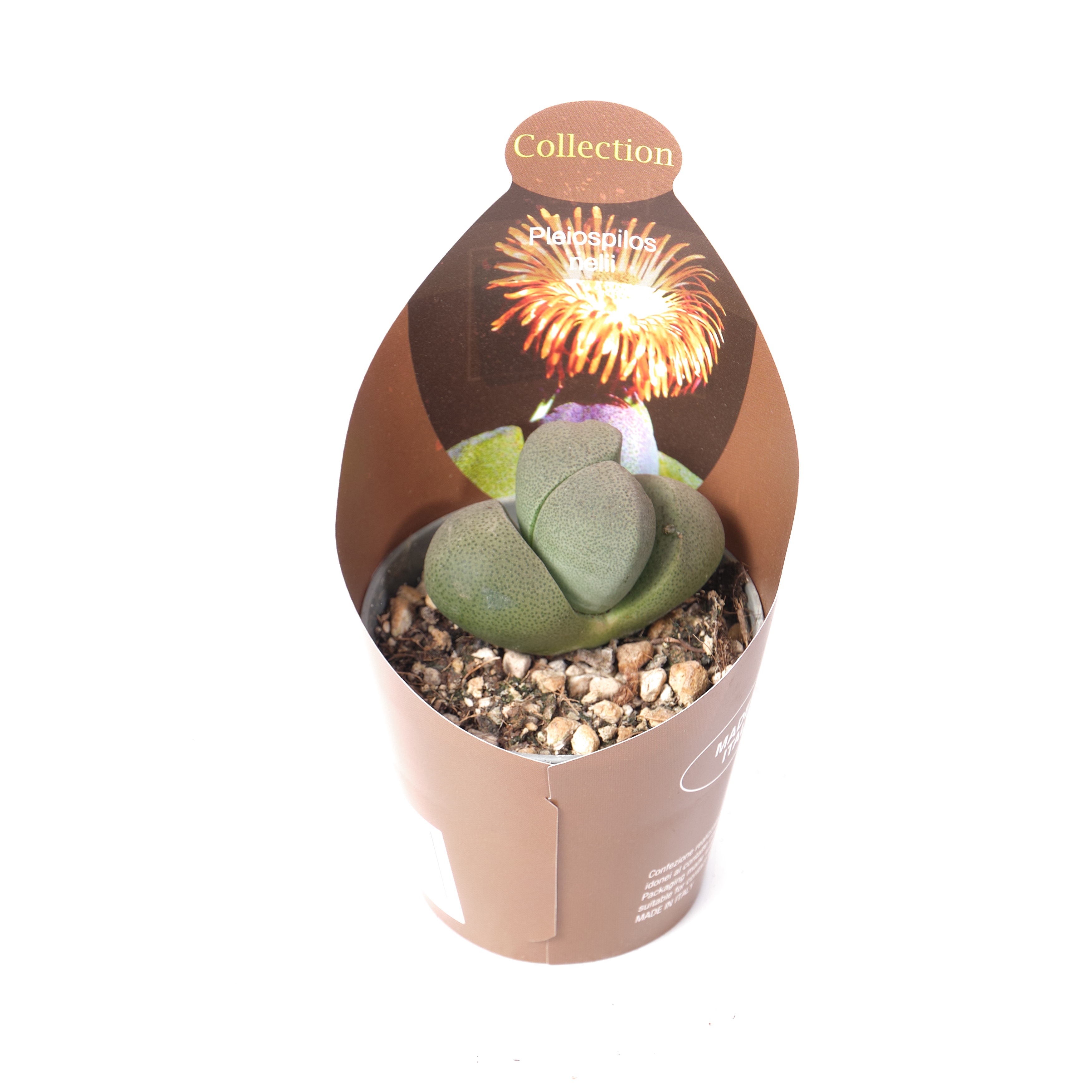 Плейоспилос Неилии