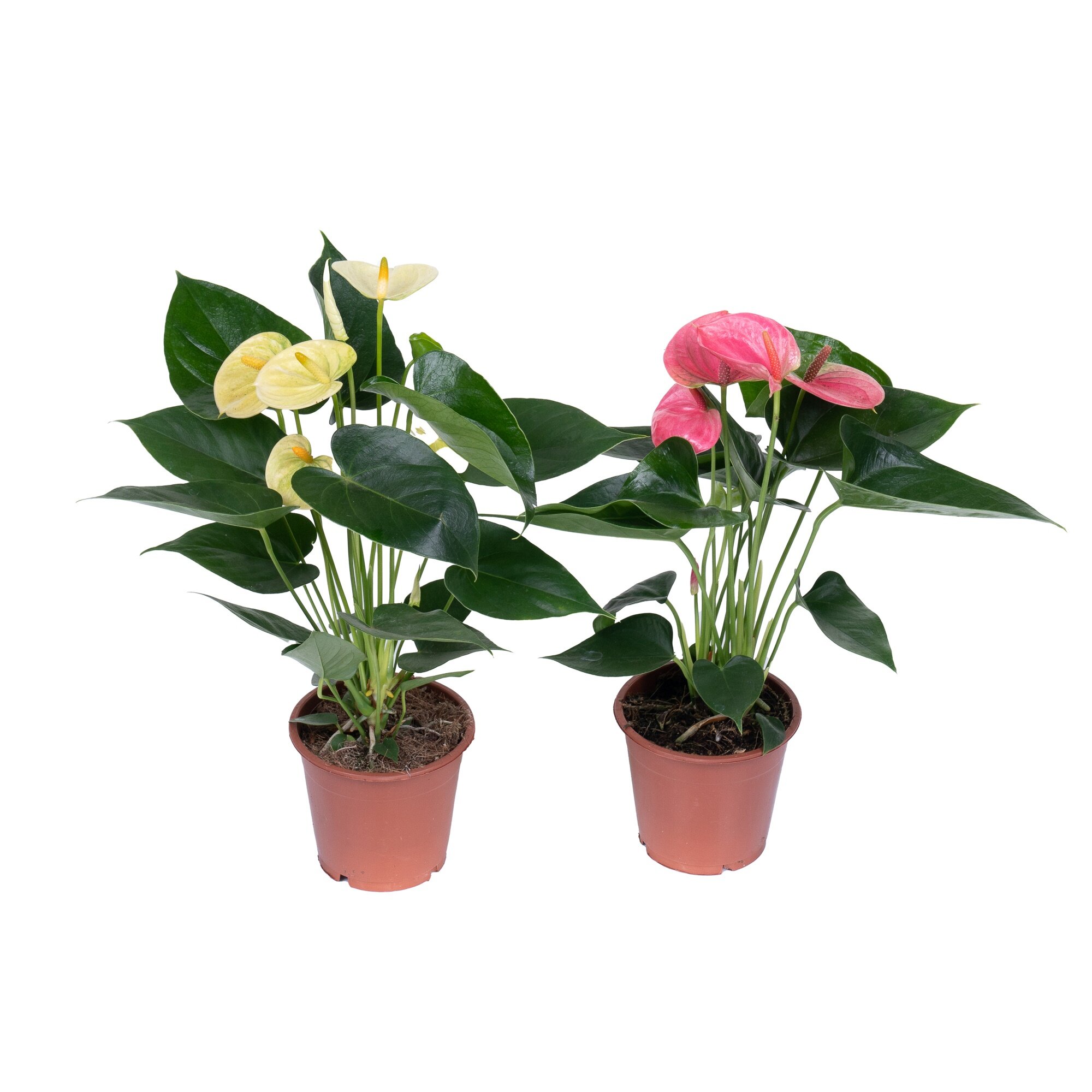 Антуриум андрианум Микс