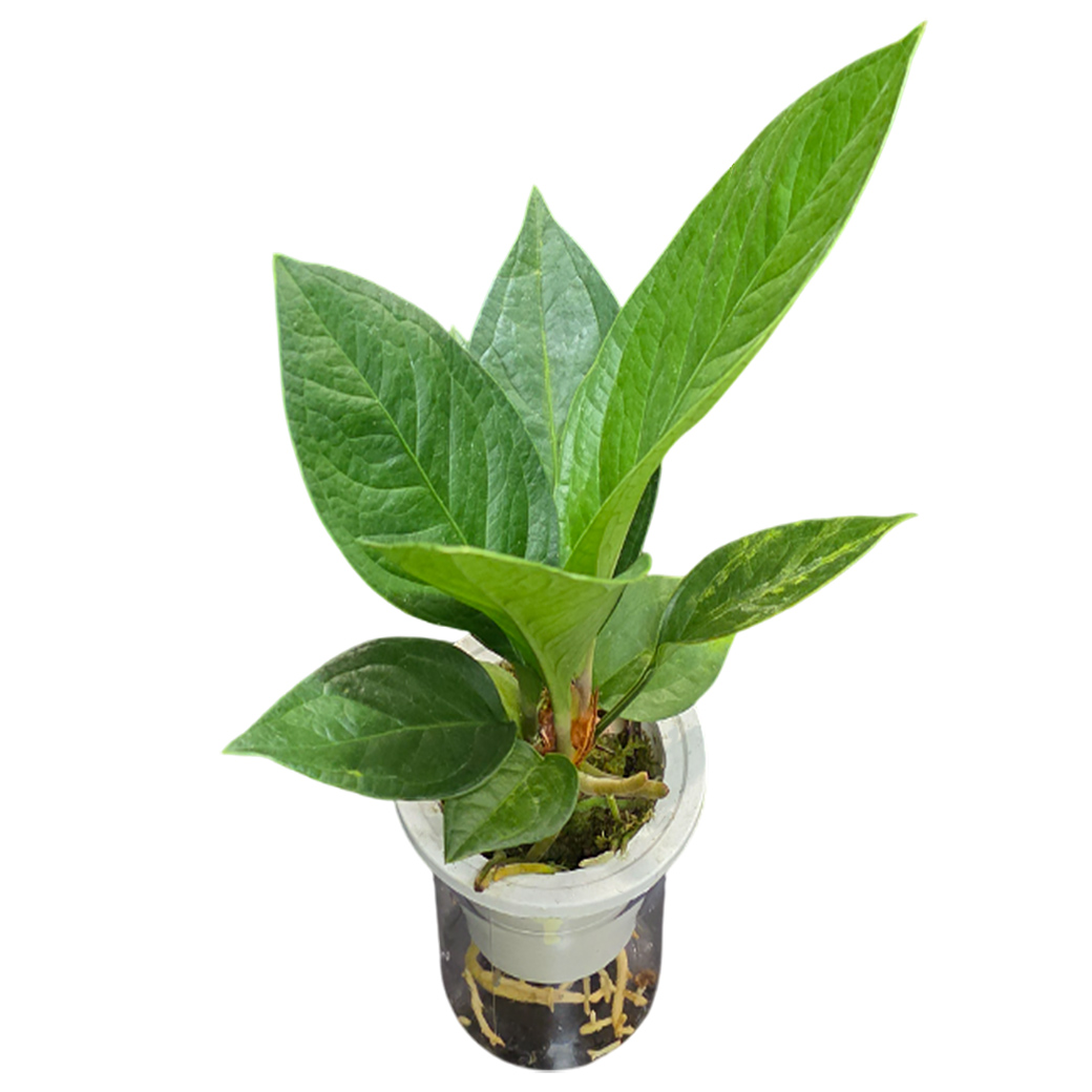 Антуриум Кобра на гидропонике