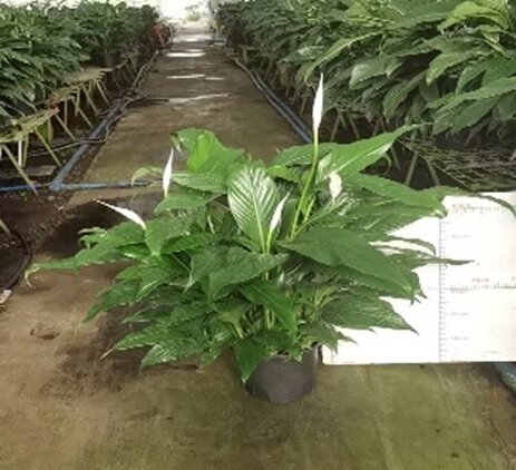 Спатифиллум Файн Вайн