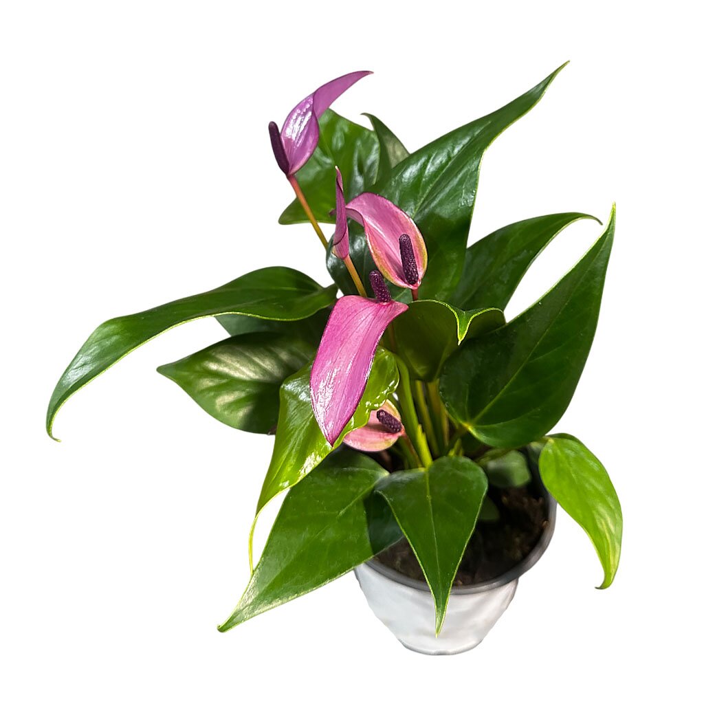 Антуриум андрианум Зизу