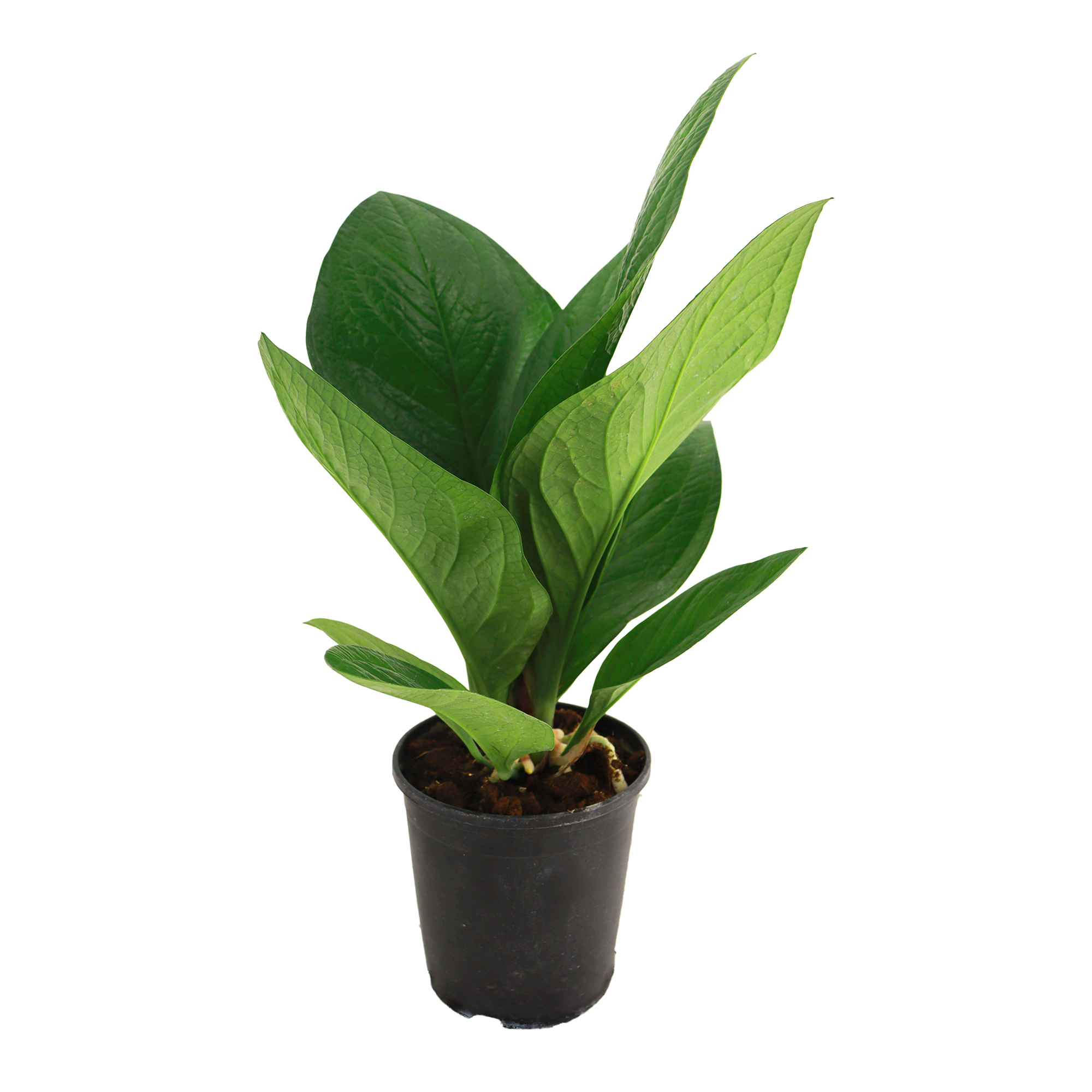 Антуриум Кобра