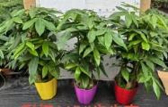 Пахира Акватика ствол в цветном кашпо