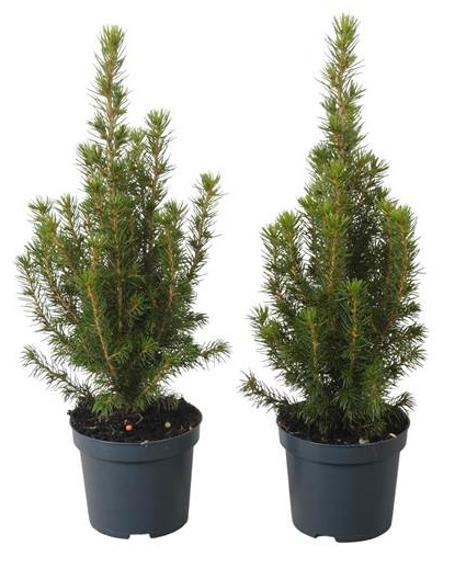 Ель канадская Коника ptk25301