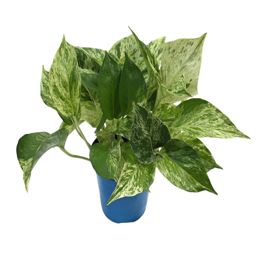 Эпипремнум Ауреум