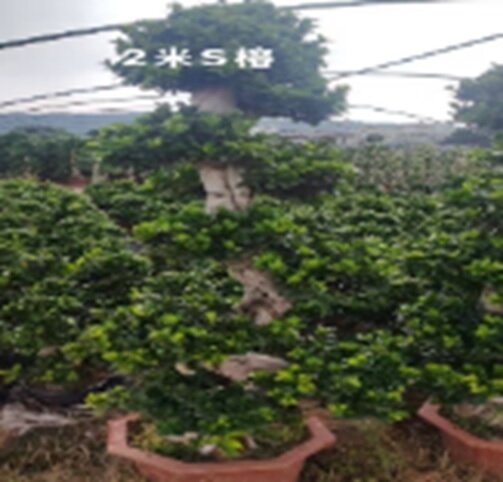 Фикус микрокарпа Гинсенг