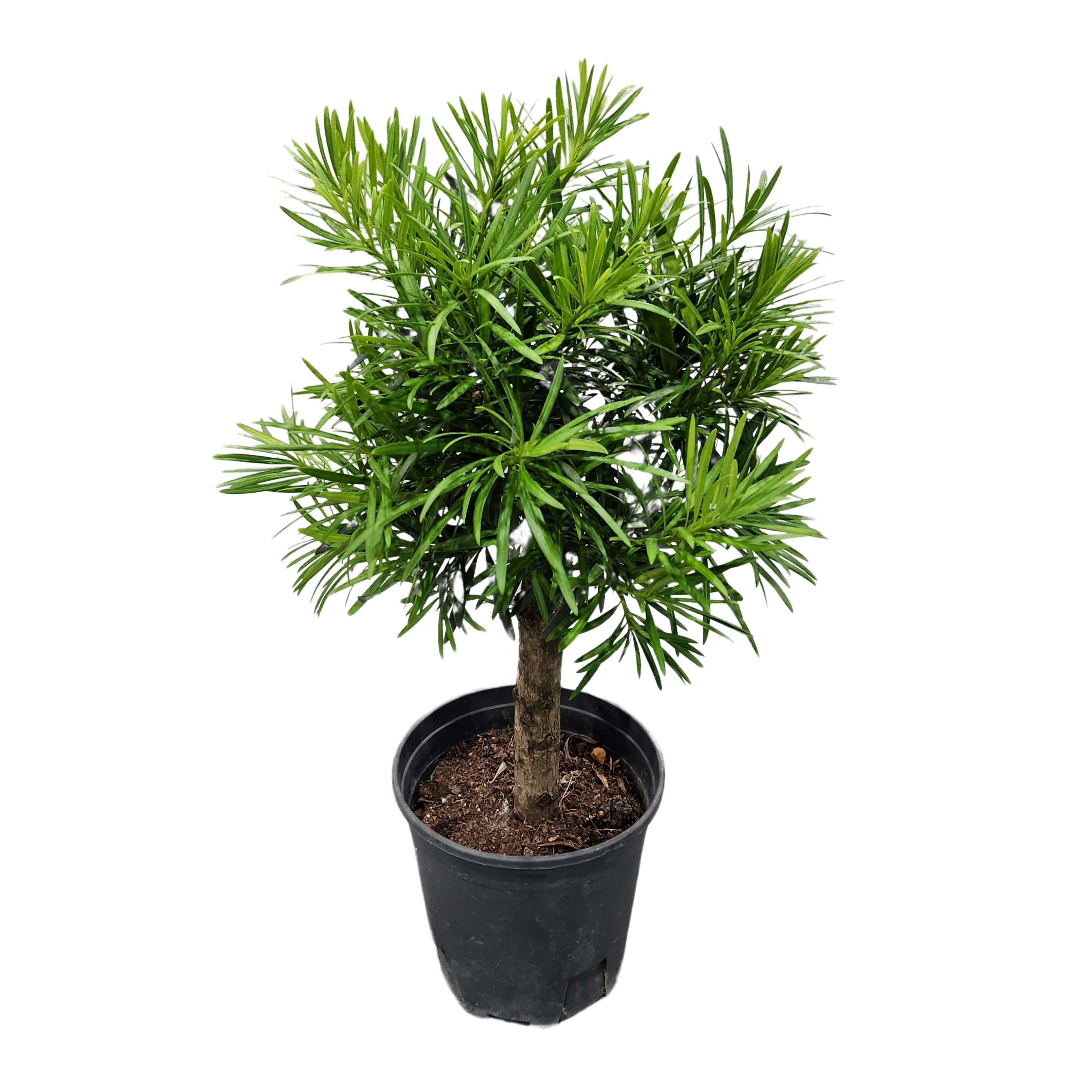 Подокарпус штамб