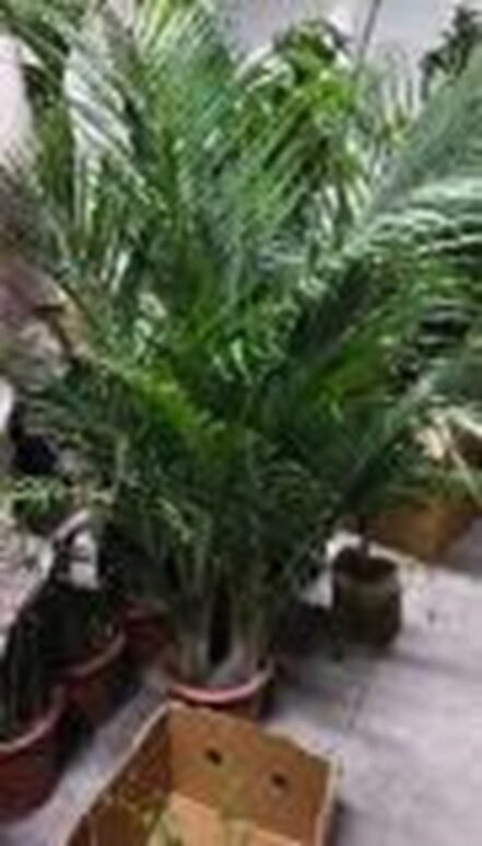 Равенея приречная