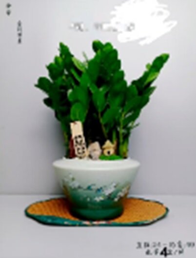 Замиокулкас в керамике