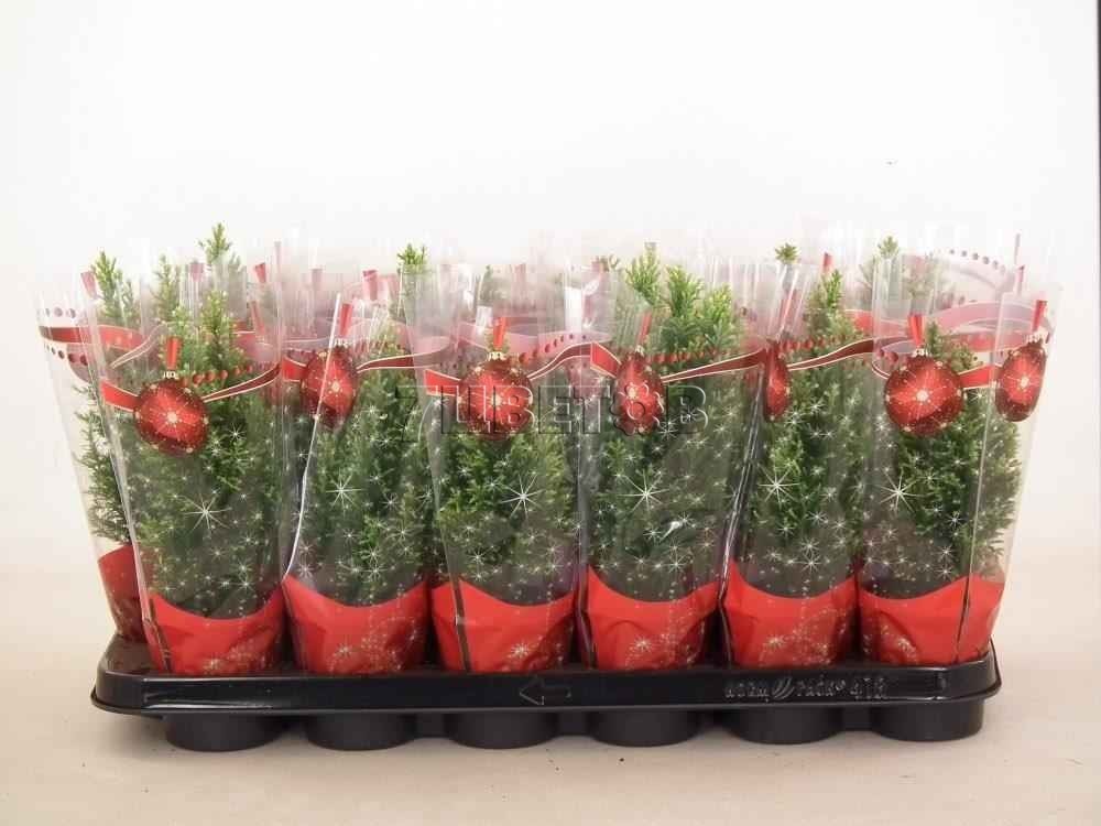 Кипарисовик лавсона Сноу Уайт в новогодней упаковке