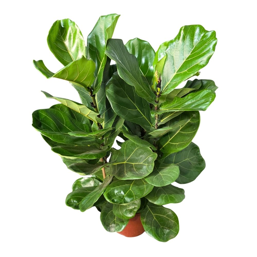 Фикус лирата