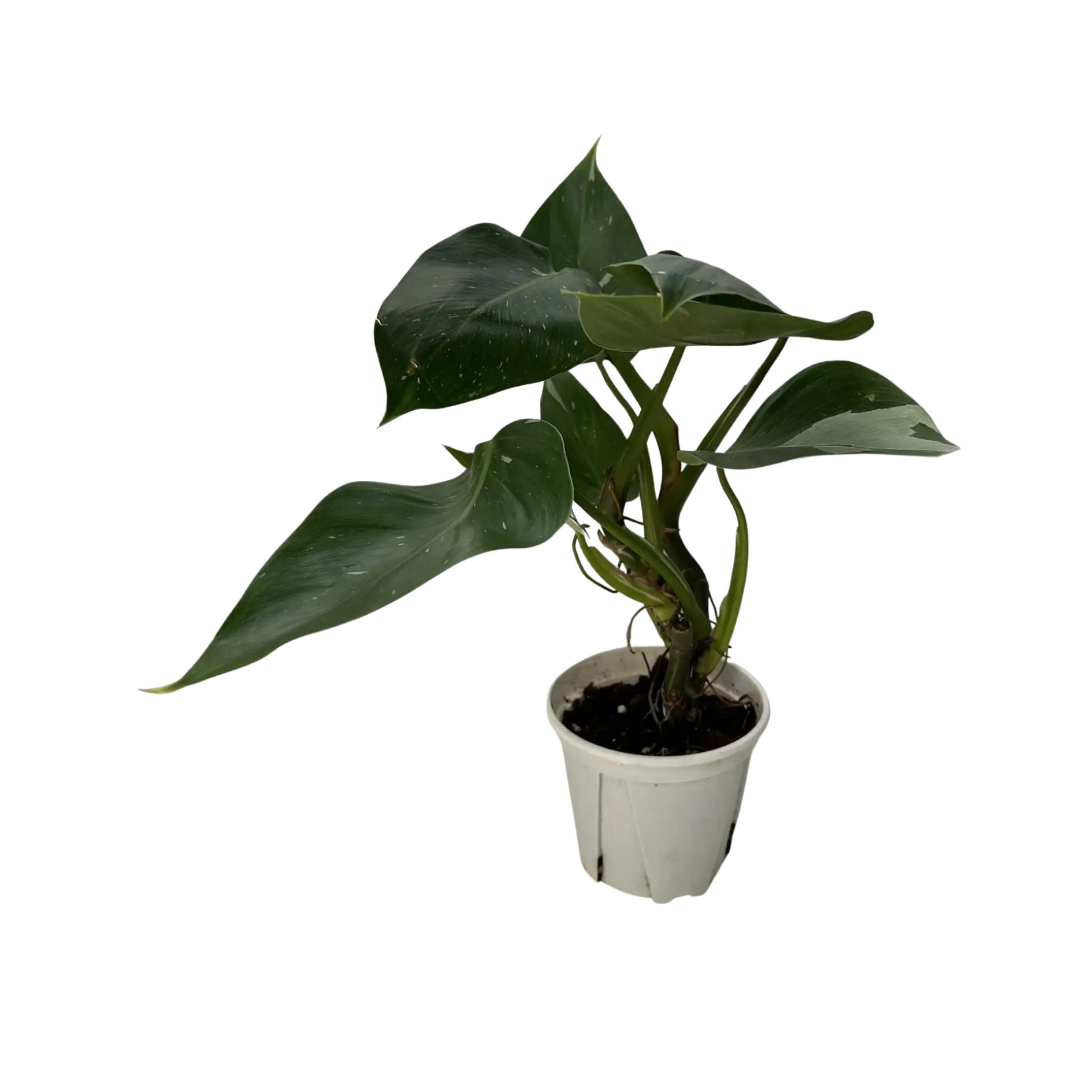 Филодендрон Белый Волшебник