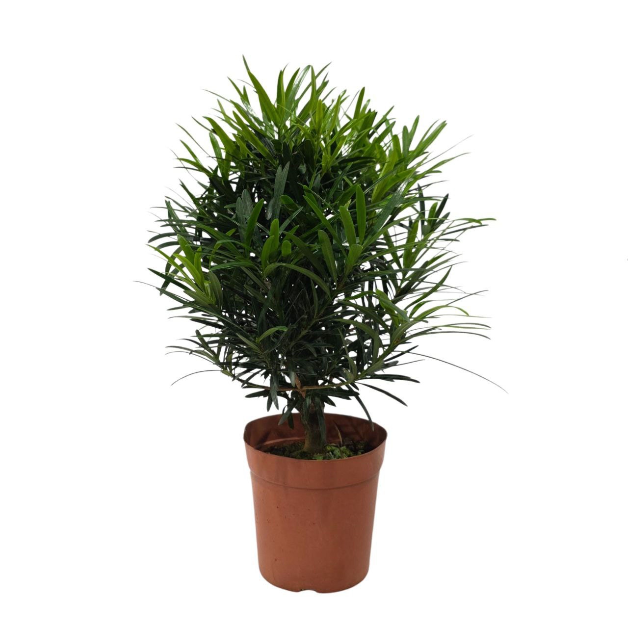 Подокарпус крупнолистный