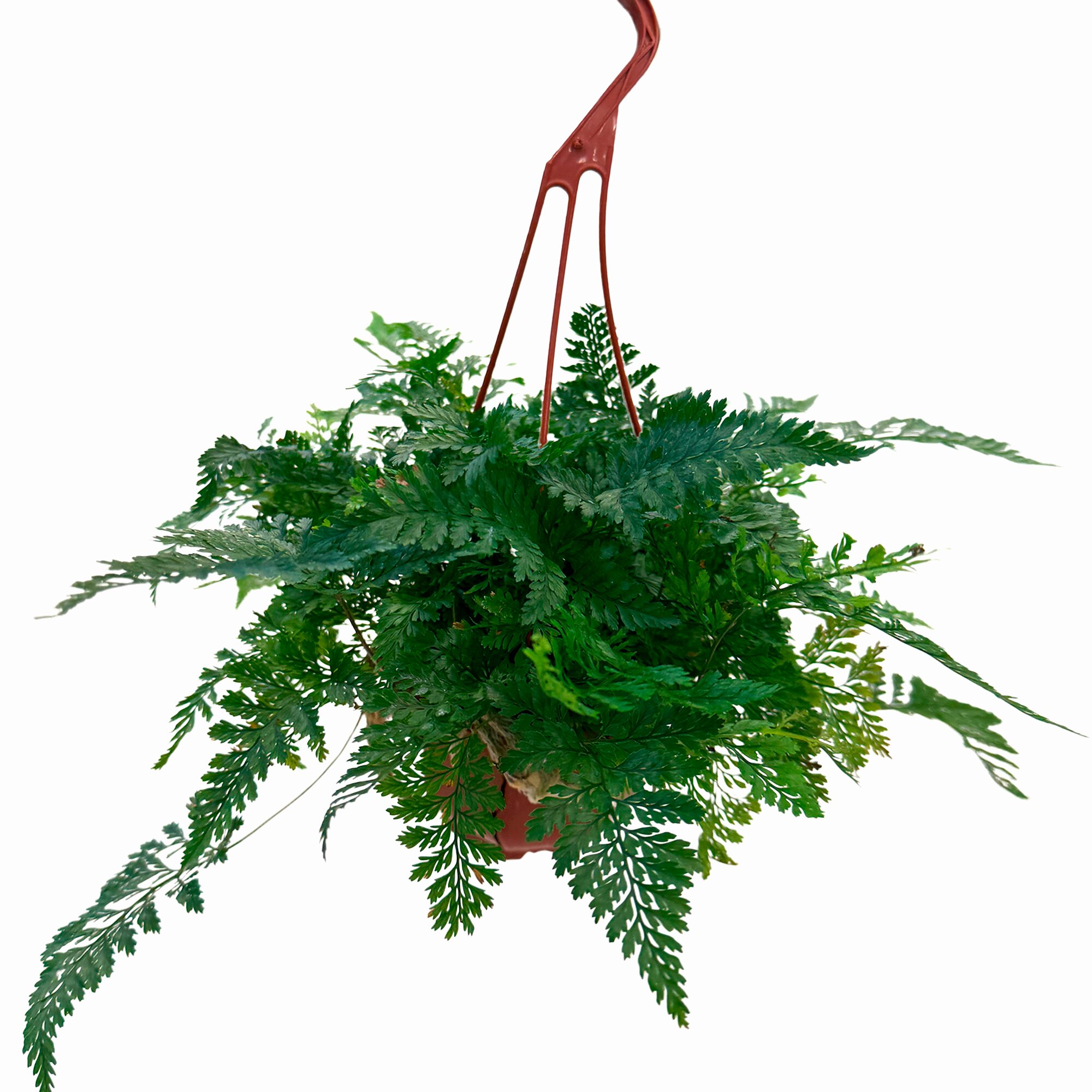 Ледерварен подвесная