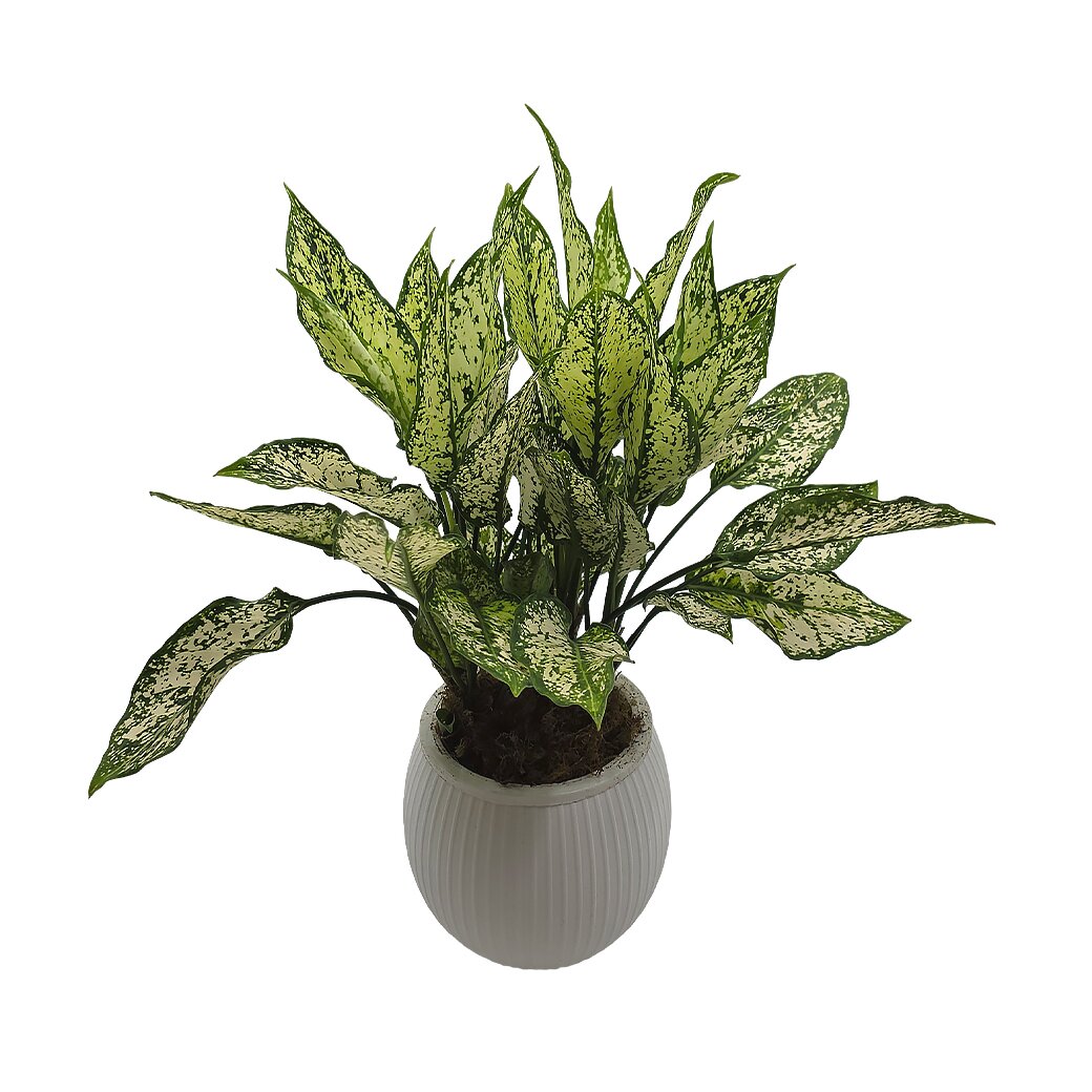 Аглаонема Уайт Даймонд