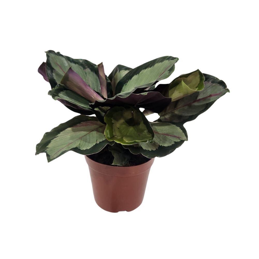 Калатея Аргентеа