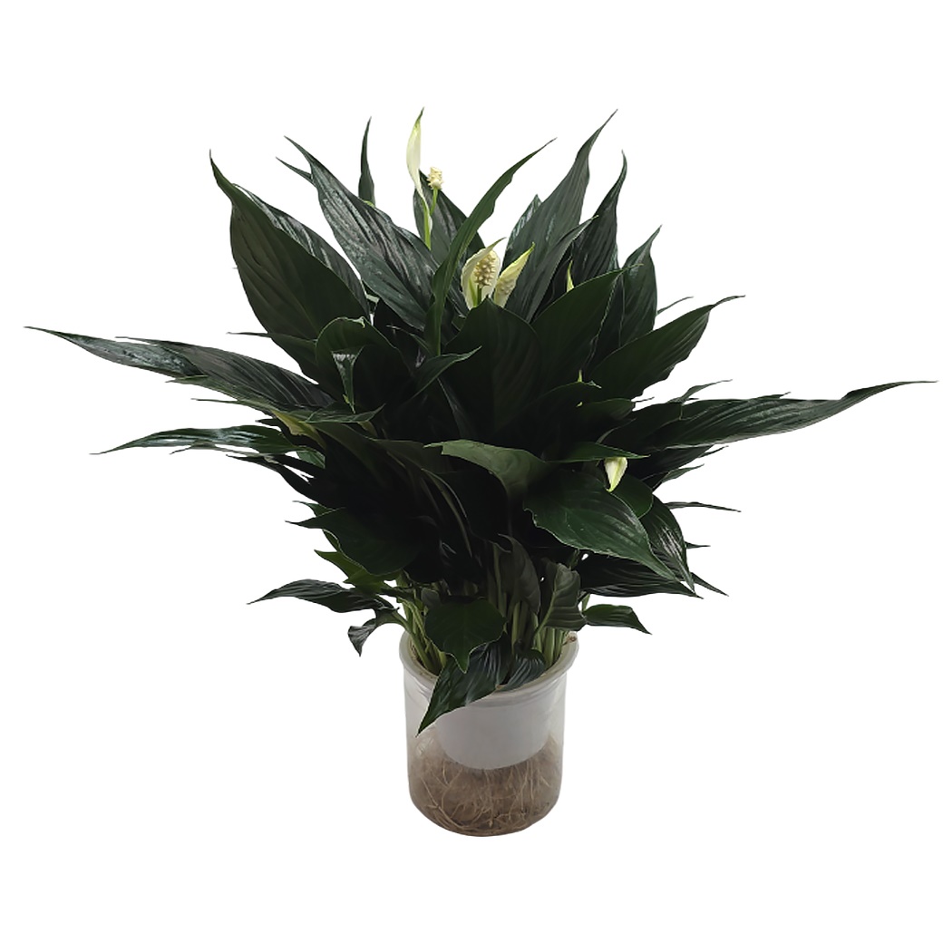 Спатифиллум Блэк на гидропонике