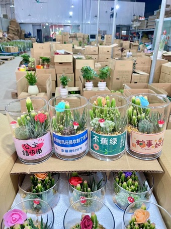 Кактус И Суккулент Микс (композиция) в стекле