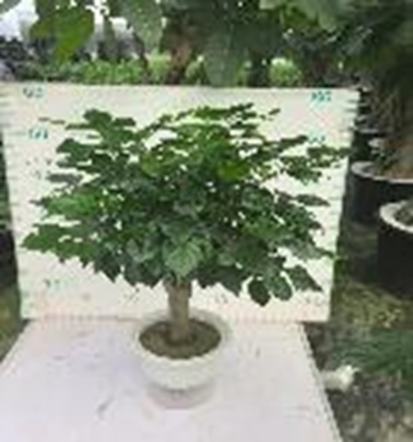 Радермахера на гидропонике