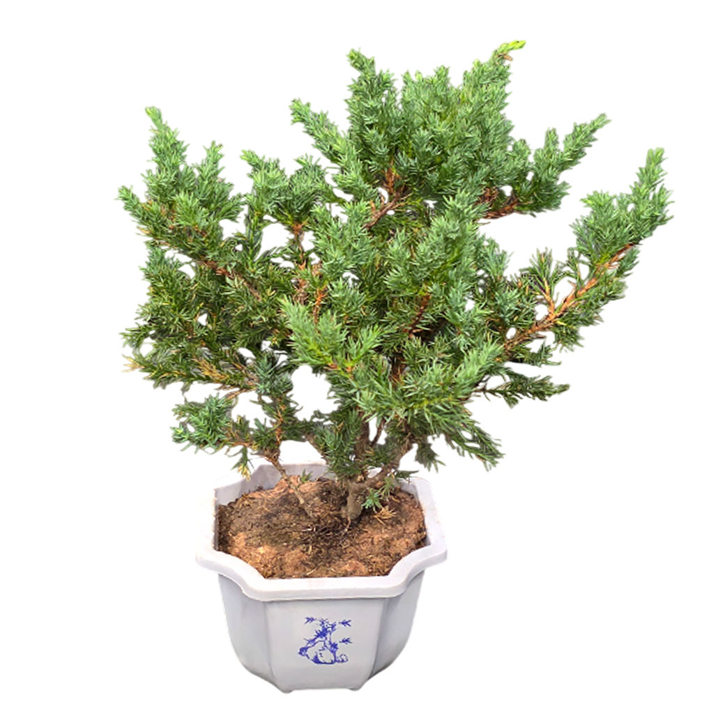 Можжевельник бонсай
