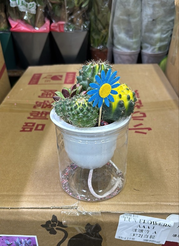 Кактус Микс на гидропонике